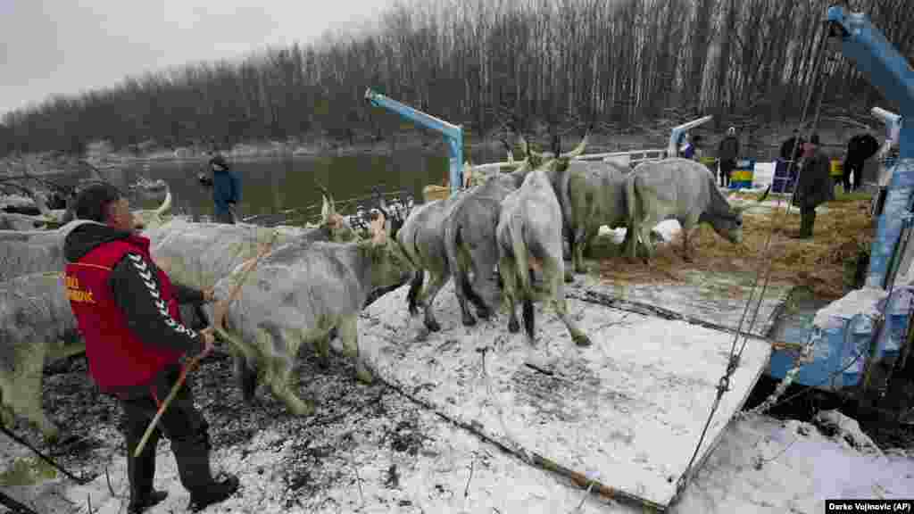 Farmeri prevoze nasukanu stoku sa ostrva. Kako je navela policija, vatrogasci-spasioci čamcima su dopremili hranu za 130 konja i krava. 