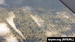 Агрокомісар Януш Войцеховський каже, що перевезення однієї тонни коштуватиме від 20-ти до 40-ка євро