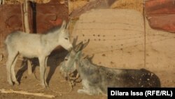 Ослица с осленком во дворе частного дома в Южно-Казахстанской области. 17 сентября 2015 года.