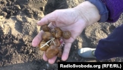 Місцева пенсіонерка саджає картоплю на своєму городі