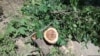 cutted tree bishkek