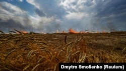 Украинанын согуштук абалда өрттөнүп жаткан буудай талаалары. Иллюстрациялык сүрөт.