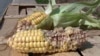 Image result for Гуляеў