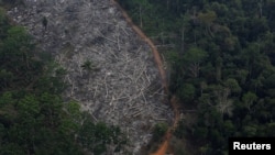Shpyllëzimi i Amazonës. Brazil, shtator 2015.