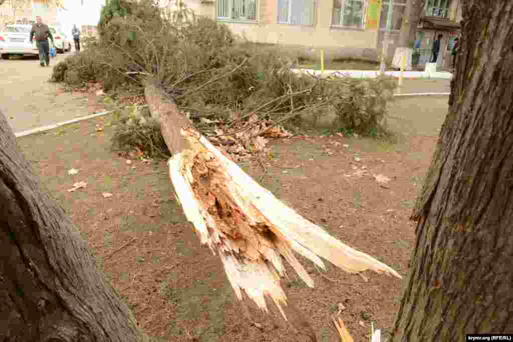 Хвойне дерево заввишки близько п'яти метрів, повалене штормовим вітром у Севастополі, на проспекті Генерала Острякова біля будівлі, де розташований ДОСААФ 